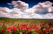 Nome File=the-colors-of-spring.jpg
Dimensione File=570KB
Dimensioni=1200x784
Data aggiunta=Mag 19, 2014 the-colors-of-spring.jpg