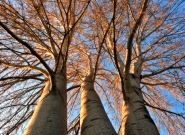 three-trees.jpg