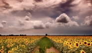 Nome File=tuscany-landscape.jpg
Dimensione File=453KB
Dimensioni=1200x688
Data aggiunta=Lug 01, 2014 tuscany-landscape.jpg