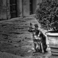 un-cane-a-pienza.jpg