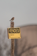 Filename=vendesi-boccino-2.jpg
Filesize=596KB
Dimensions=800x1200
Date added=Nov 07, 2015 vendesi-boccino-2.jpg