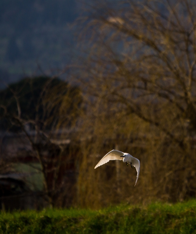 Clicca per l'immagine full size