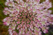Nome File=Esplosione_floreale.jpg
Dimensione File=434KB
Dimensioni=1200x800
Data aggiunta=Mag 05, 2014 Esplosione_floreale.jpg