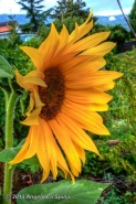 Nome File=Sunflower_wfb_lores.jpg
Dimensione File=153KB
Dimensioni=683x1024
Data aggiunta=Dic 08, 2013 Sunflower_wfb_lores.jpg