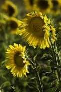Nome File=girasole1.JPG
Dimensione File=533KB
Dimensioni=600x900
Data aggiunta=Giu 28, 2015 girasole1.JPG