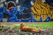 Street-art-cats-1.jpg