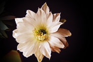 Nome File=echinopsis.jpg
Dimensione File=548KB
Dimensioni=1200x803
Data aggiunta=Nov 14, 2014 echinopsis.jpg