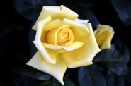 Nome File=rosa_tea.JPG
Dimensione File=498KB
Dimensioni=1183x783
Data aggiunta=Mag 14, 2014 rosa_tea.JPG
