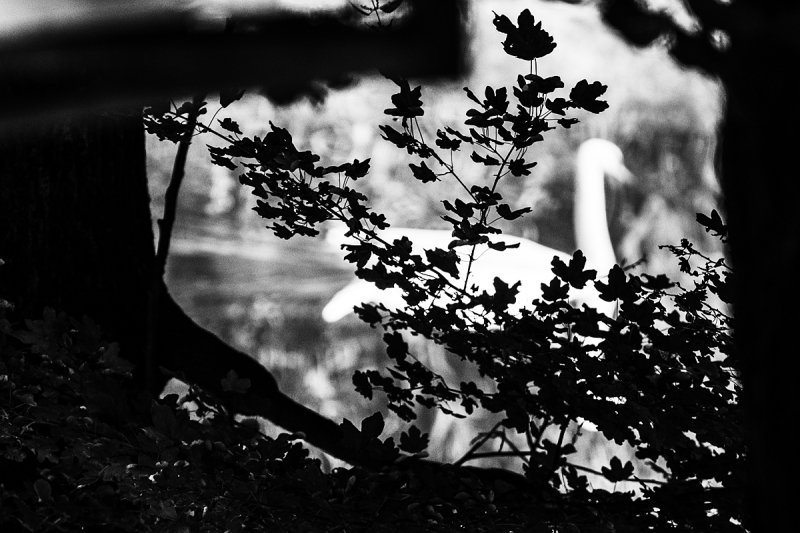 Clicca per l'immagine full size