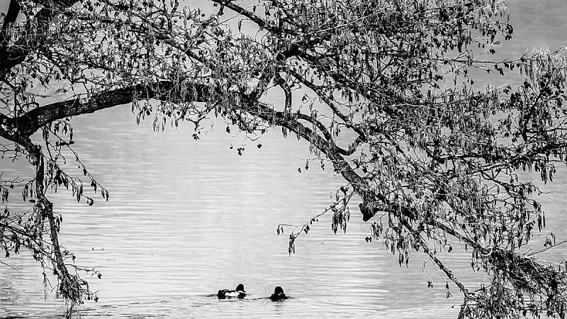 Clicca per l'immagine full size