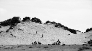 20100809cDuneCayeuxIMG_3299EMMW.jpg 20100809cDuneCayeuxIMG_3299EMMW.jpg