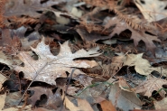 20190105cSoccombereIMG5492EmmW.jpg