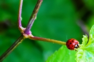 Nome File=20220429oCoccinellaP5080021EMMWBIS.jpg
Dimensione File=544KB
Dimensioni=1200x800
Data aggiunta=Mag 10, 2022 20220429oCoccinellaP5080021EMMWBIS.jpg
