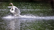 Nome File=20220430cArrivoCIGNO4353EMMWBis.jpg
Dimensione File=566KB
Dimensioni=1200x675
Data aggiunta=Mag 03, 2022 20220430cArrivoCIGNO4353EMMWBis.jpg