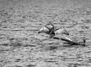 Filename=20230301OlyCormoranoERWBN.jpg
Filesize=553KB
Dimensions=1200x900
Date added=Mar 23, 2023 20230301OlyCormoranoERWBN.jpg