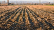 20241225CanInvernoCampiPadaniIMG_7144ERW.jpg