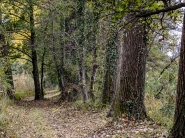 6-20221112OlyFiumeFoliageSentieroDuePB120992ERWW.jpg 6-20221112OlyFiumeFoliageSentieroDuePB120992ERWW.jpg