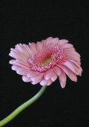 Nome File=PINK_GERBERA_.jpg
Dimensione File=544KB
Dimensioni=846x1200
Data aggiunta=Gen 08, 2016 PINK_GERBERA_.jpg