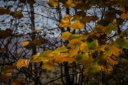 mp-20151115-d0110.jpg mp-20151115-d0110.jpg