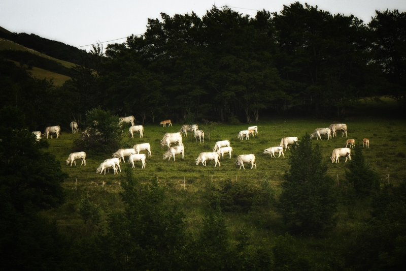 Clicca per l'immagine full size