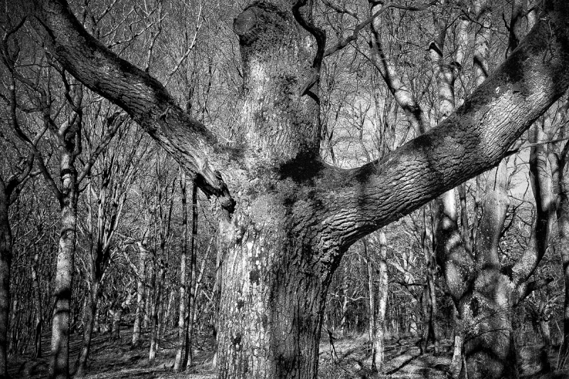 Clicca per l'immagine full size