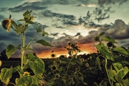 Nome File=Confused_sunflowers-.jpg
Dimensione File=292KB
Dimensioni=900x600
Data aggiunta=Feb 09, 2016 Confused_sunflowers-.jpg