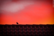 bird_at_sunset-1.JPG