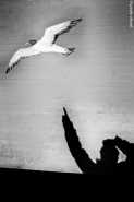 Nome File=bird_shadow_(1_of_1).JPG
Dimensione File=222KB
Dimensioni=533x800
Data aggiunta=Apr 09, 2016 bird_shadow_(1_of_1).JPG