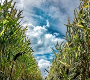 disteso_in_un_campo_a_osservare_il_cielo_(1_of_1).JPG