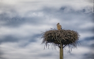 Nome File=lituanien,stork-1.JPG
Dimensione File=430KB
Dimensioni=1200x762
Data aggiunta=Ago 22, 2017 lituanien,stork-1.JPG