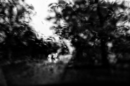 Nome File=noir_autumn.JPG
Dimensione File=419KB
Dimensioni=1200x800
Data aggiunta=Ott 23, 2016 noir_autumn.JPG
