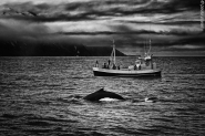 Nome File=ricordo,_viaggio,whale,BN_(1_of_1).JPG
Dimensione File=441KB
Dimensioni=1200x800
Data aggiunta=Lug 17, 2017 ricordo,_viaggio,whale,BN_(1_of_1).JPG