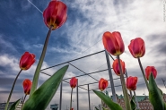 tulips_and_urban_structures-1.JPG