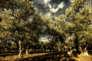 Nome File=uliveto,color.jpg
Dimensione File=236KB
Dimensioni=1200x800
Data aggiunta=Set 08, 2017 uliveto,color.jpg