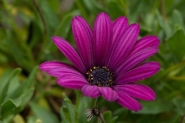 Nome File=Margherita.jpg
Dimensione File=183KB
Dimensioni=1119x746
Data aggiunta=Ago 13, 2016 Margherita.jpg