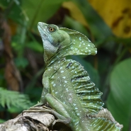 003_Iguana_Puerto_Limon_Costa_Rica_1200.jpg