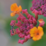 Nome File=1253_1000_tigre_su_lantana.jpg
Dimensione File=315KB
Dimensioni=1000x1000
Data aggiunta=Giu 28, 2016 1253_1000_tigre_su_lantana.jpg