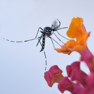 1255_1200_a_tigre_su_lantana.jpg