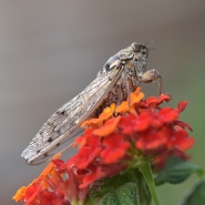Nome File=1334_1000_cicala_su_lantana.jpg
Dimensione File=339KB
Dimensioni=1000x1000
Data aggiunta=Lug 30, 2016 1334_1000_cicala_su_lantana.jpg