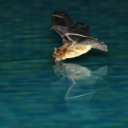Nome File=672_Pipistrellus_pipistrellus_1000.jpg
Dimensione File=371KB
Dimensioni=1000x1000
Data aggiunta=Mag 25, 2016 672_Pipistrellus_pipistrellus_1000.jpg