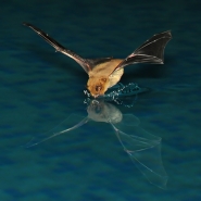 Nome File=673_Pipistrellus_pipistrellus_1200.jpg
Dimensione File=269KB
Dimensioni=1200x1200
Data aggiunta=Mag 06, 2016 673_Pipistrellus_pipistrellus_1200.jpg