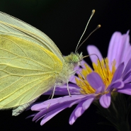 Nome File=697_Pieris_brassicae_1000.jpg
Dimensione File=407KB
Dimensioni=1000x1000
Data aggiunta=Apr 19, 2016 697_Pieris_brassicae_1000.jpg