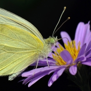 697_Pieris_brassicae_1000.jpg