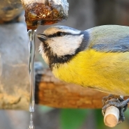 858_1000_cinciarella_alla_fontana.jpg