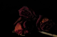 Nome File=DSC_0226_rose-black_web.jpg
Dimensione File=368KB
Dimensioni=1000x664
Data aggiunta=Ott 04, 2017 DSC_0226_rose-black_web.jpg