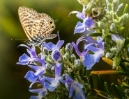Nome File=Fiori_di_rosmarino.jpg
Dimensione File=575KB
Dimensioni=1100x852
Data aggiunta=Set 26, 2018 Fiori_di_rosmarino.jpg