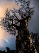Nome File=Il_gigante.jpg
Dimensione File=577KB
Dimensioni=825x1100
Data aggiunta=Feb 03, 2019 Il_gigante.jpg