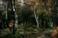 Nome File=Iniziano_i_colori_autunnali.jpg
Dimensione File=573KB
Dimensioni=1024x683
Data aggiunta=Ott 27, 2017 Iniziano_i_colori_autunnali.jpg