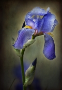 Nome File=Iris.jpg
Dimensione File=528KB
Dimensioni=692x1000
Data aggiunta=Dic 20, 2016 Iris.jpg