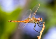 Nome File=Libellule-_Sympetrum_depressiusculum_.jpg
Dimensione File=535KB
Dimensioni=1050x728
Data aggiunta=Ago 19, 2019 Libellule-_Sympetrum_depressiusculum_.jpg